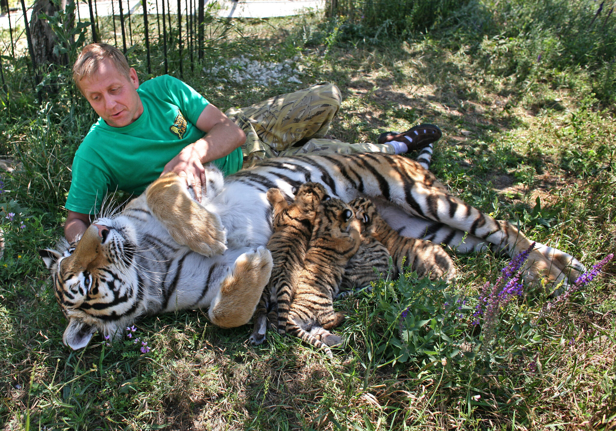 Зоопарк 1 видео. Тайган сафари парк тигры. Парк тигров в Крыму Тайган.